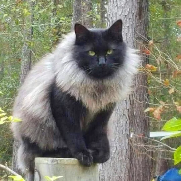 Twelfth Street by Cynthia Vincent Faux Fur Front and Suede Jacket Sz 6 - Picture 15 of 16